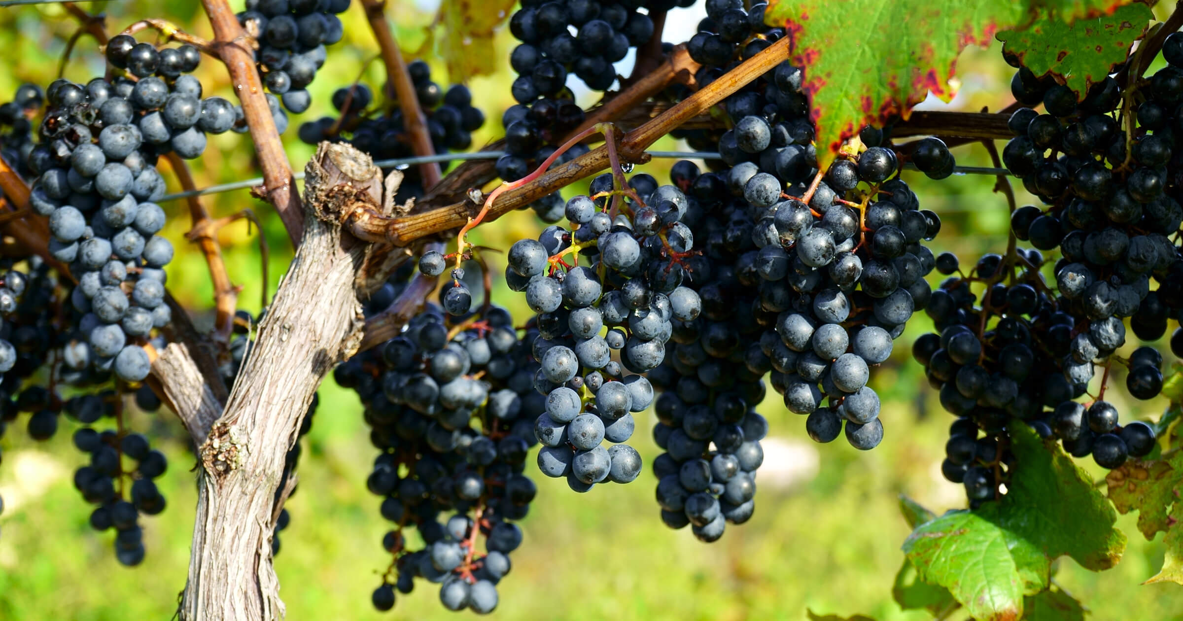 日本ワイン好きスタッフが注目 『日本のブドウ 23品種』