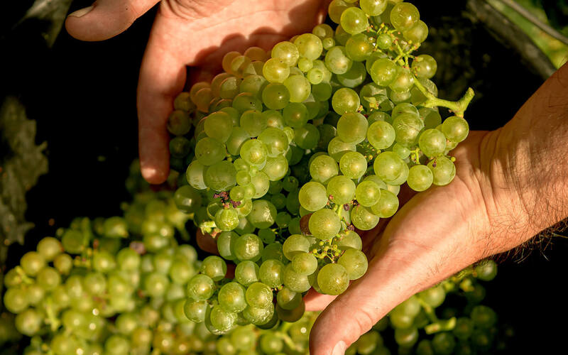 2025ヴィンテージ『シャンパーニュ』のブドウ収穫レポート