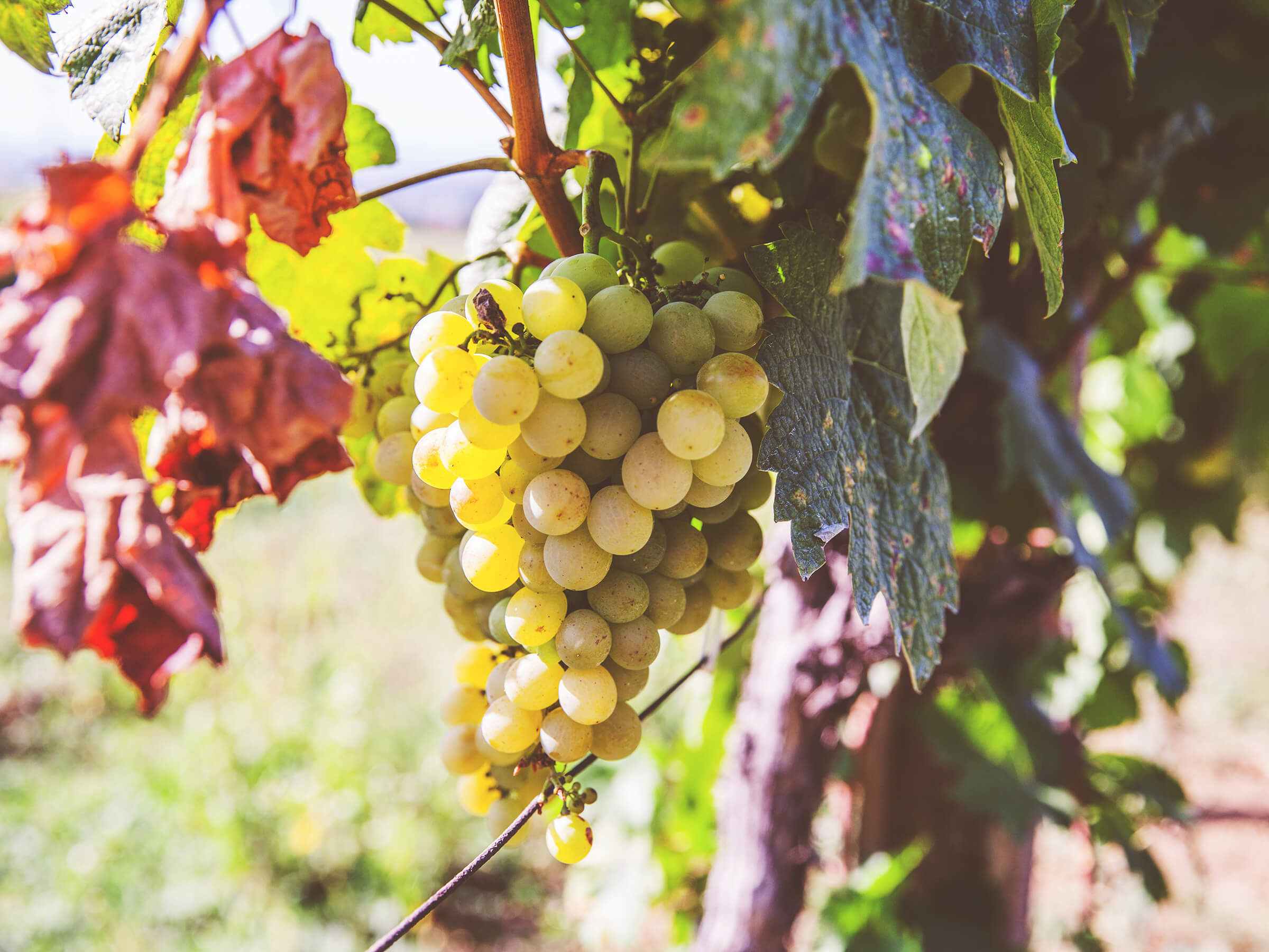 ブドウ品種『リースリング』の特徴と、産地・歴史をすべて解説