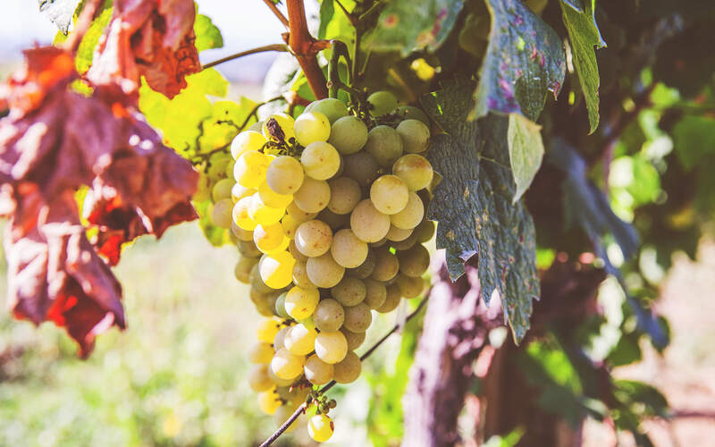 ブドウ品種『リースリング』の特徴と、産地・歴史をすべて解説