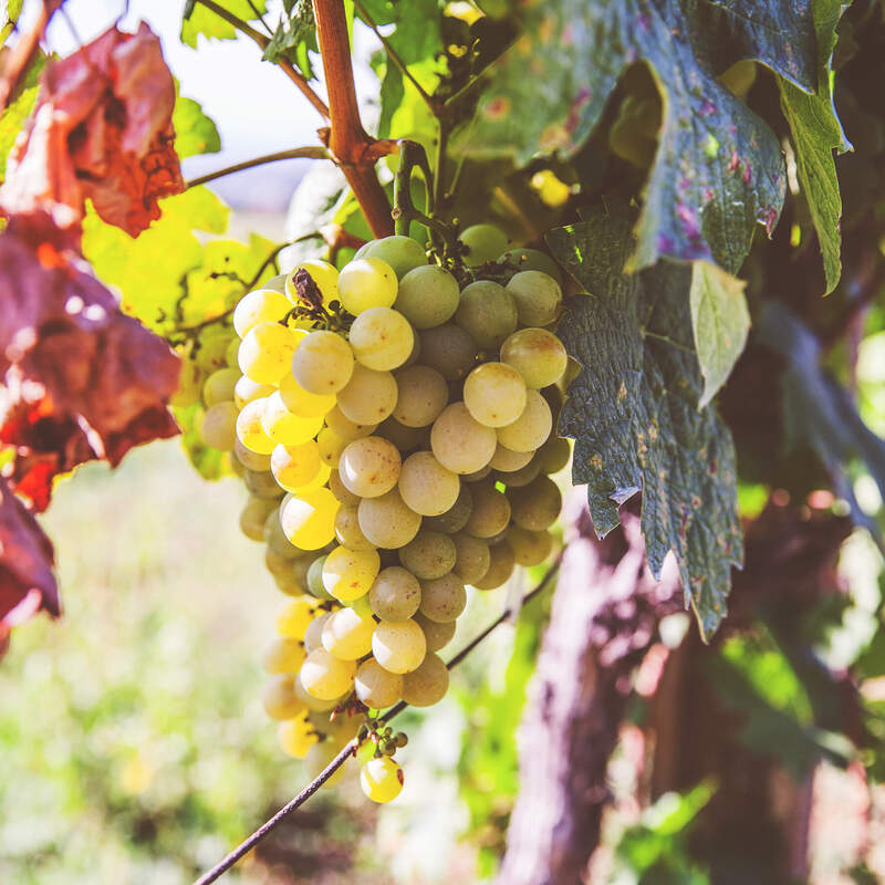 ブドウ品種『リースリング』の特徴と、産地・歴史をすべて解説