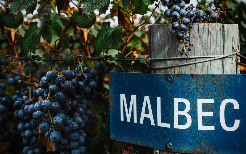 マルベック（malbec）とはどんなワイン？アルゼンチンで有名なわけ。