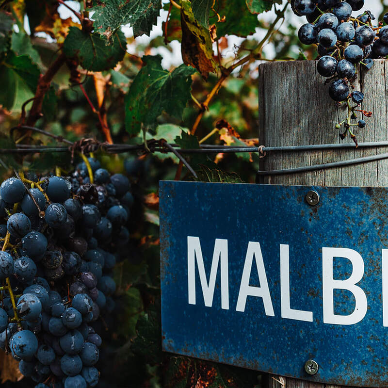 マルベック（malbec）とはどんなワイン？アルゼンチンで有名なわけ。