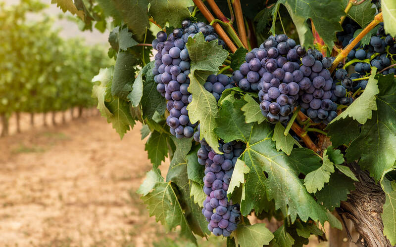 スペインのブドウ品種『テンプラニーリョ』の特徴