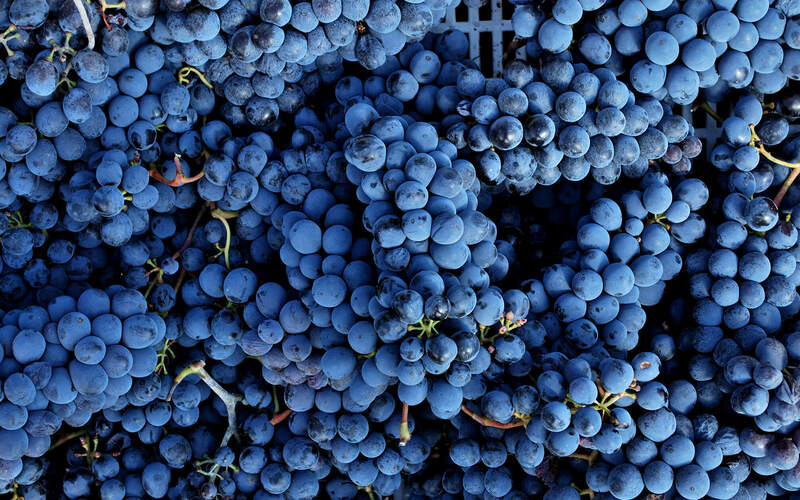 イタリア生産量1位。ブドウ品種『サンジョヴェーゼ』の解説