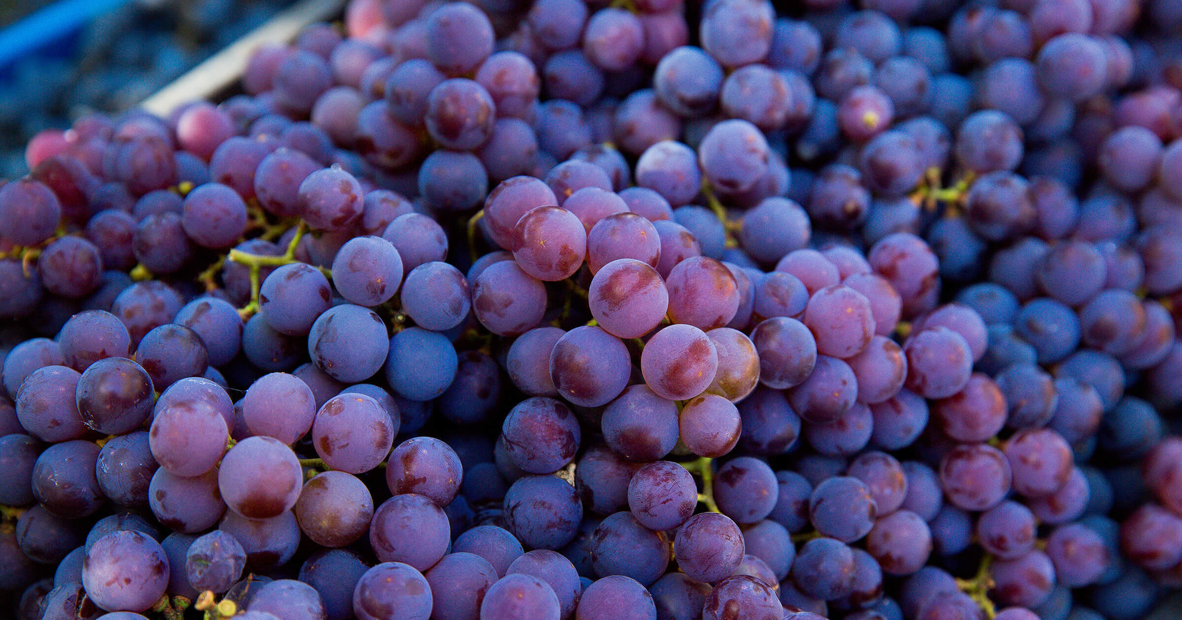 ピノ・ノワールとは？特徴・味わい・魅力をわかりやすく解説