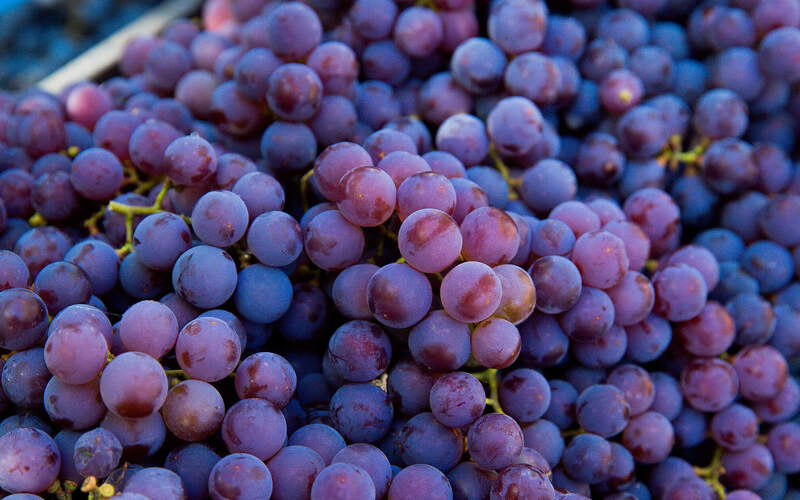 ピノ・ノワールとは?特徴・味わい・魅力をわかりやすく解説