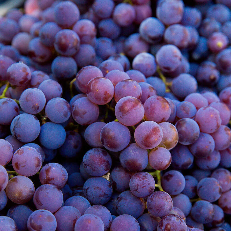 ピノ・ノワールとは？特徴・味わい・魅力をわかりやすく解説