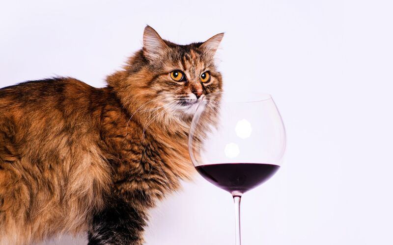 猫の日に楽しむ！猫ラベルのワイン特集