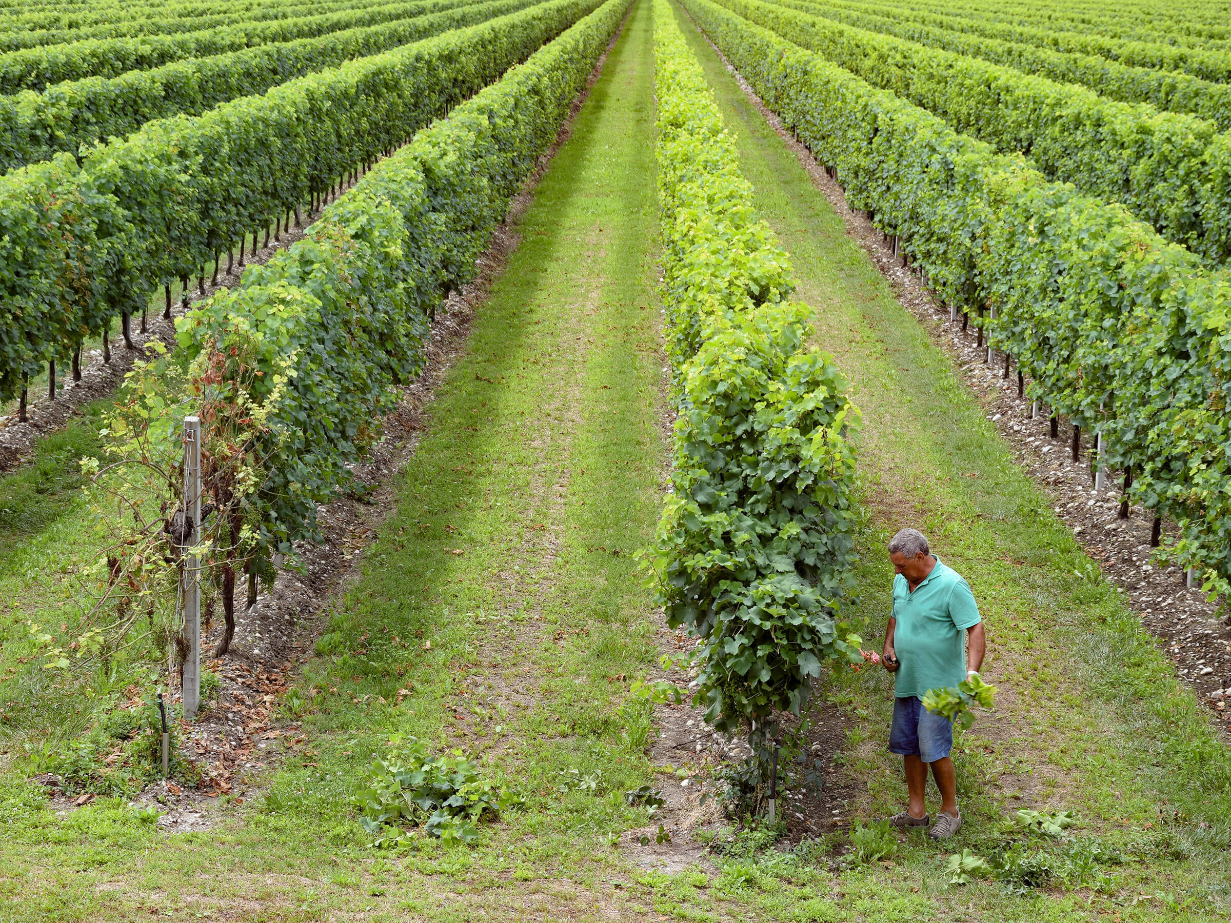 ワイン生産者から教わる『オーガニックワイン』ってどんなの？