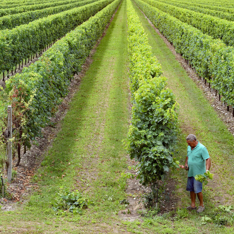 ワイン生産者から教わる『オーガニックワイン』ってどんなの？