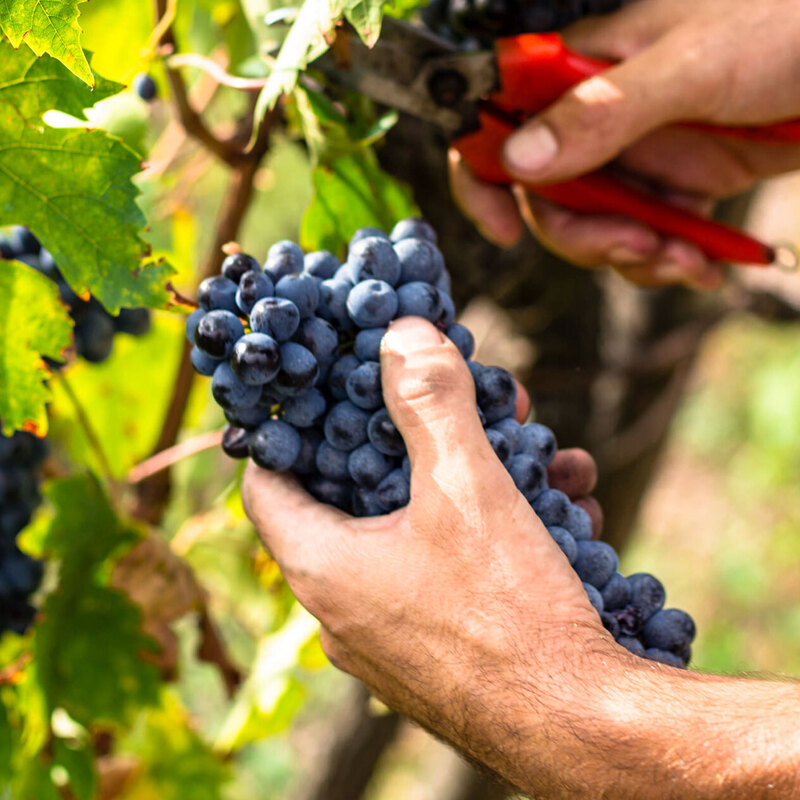 ワイン用ブドウ栽培～ブドウ畑の一年間～