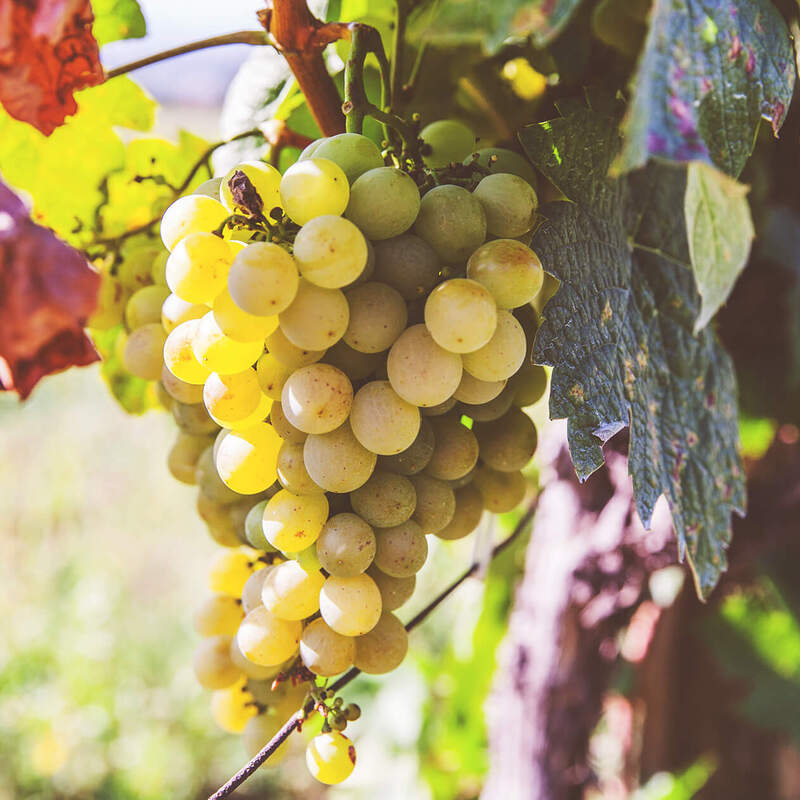 ブドウ品種『リースリング』の特徴と、産地・歴史をすべて解説