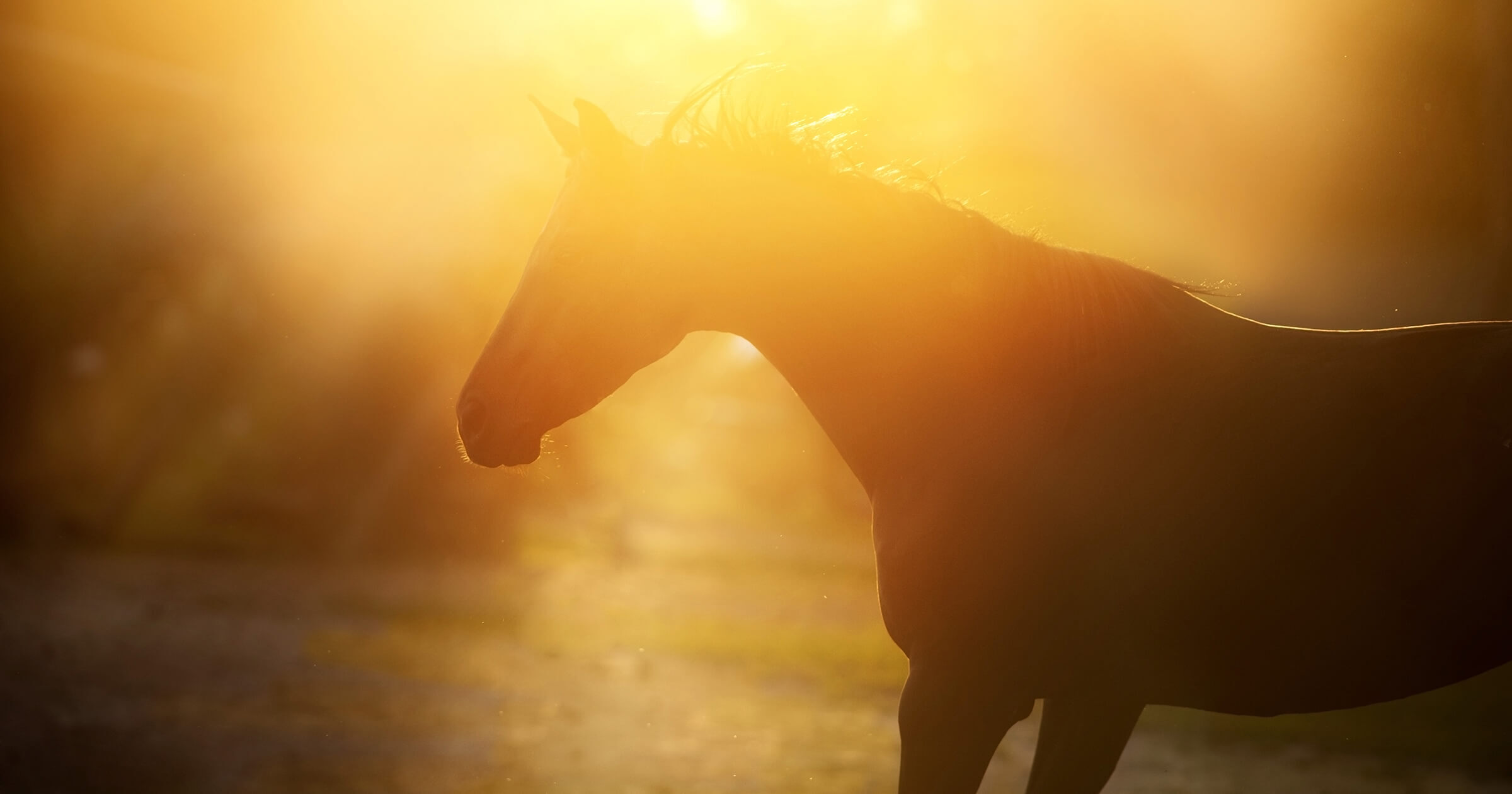 テレビ東京『土曜名馬座』に、弊社取扱いワインが登場。「パッソロッソ 2022」